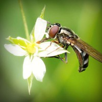 /album/viata-in-roz/photolia-a02-jpg/